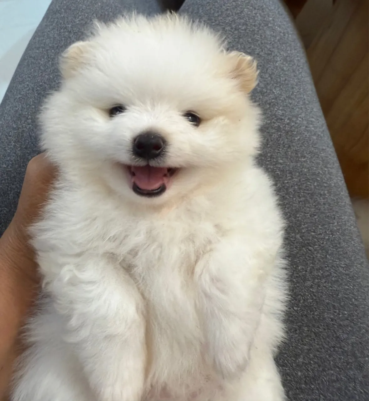 Spitz alemão Macho