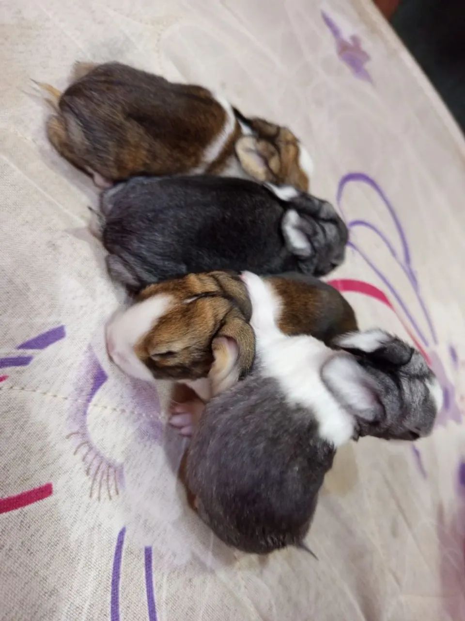 Coelhos filhotes gigante de flandres  - Foto 4