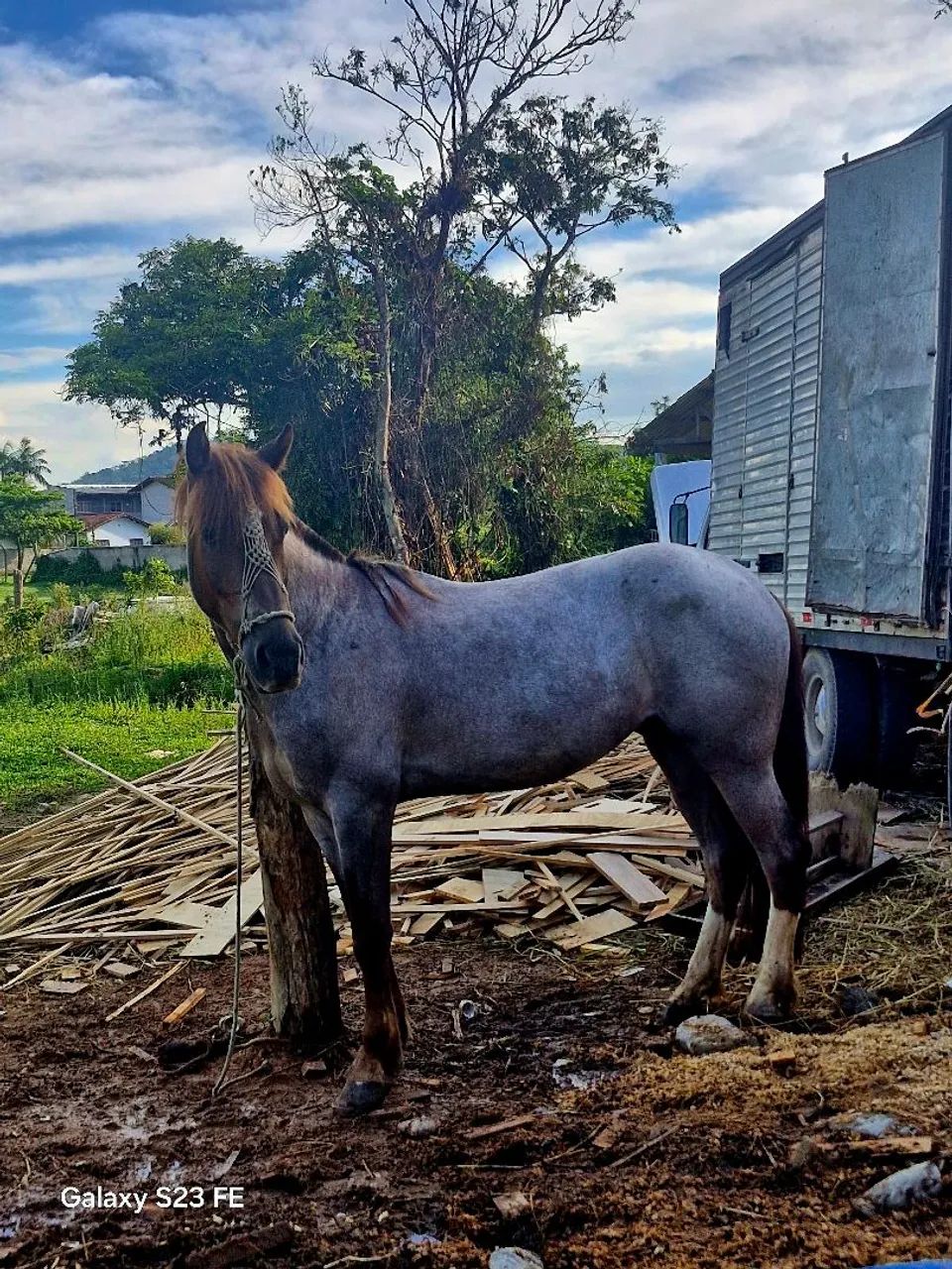 Vendo cavalo 