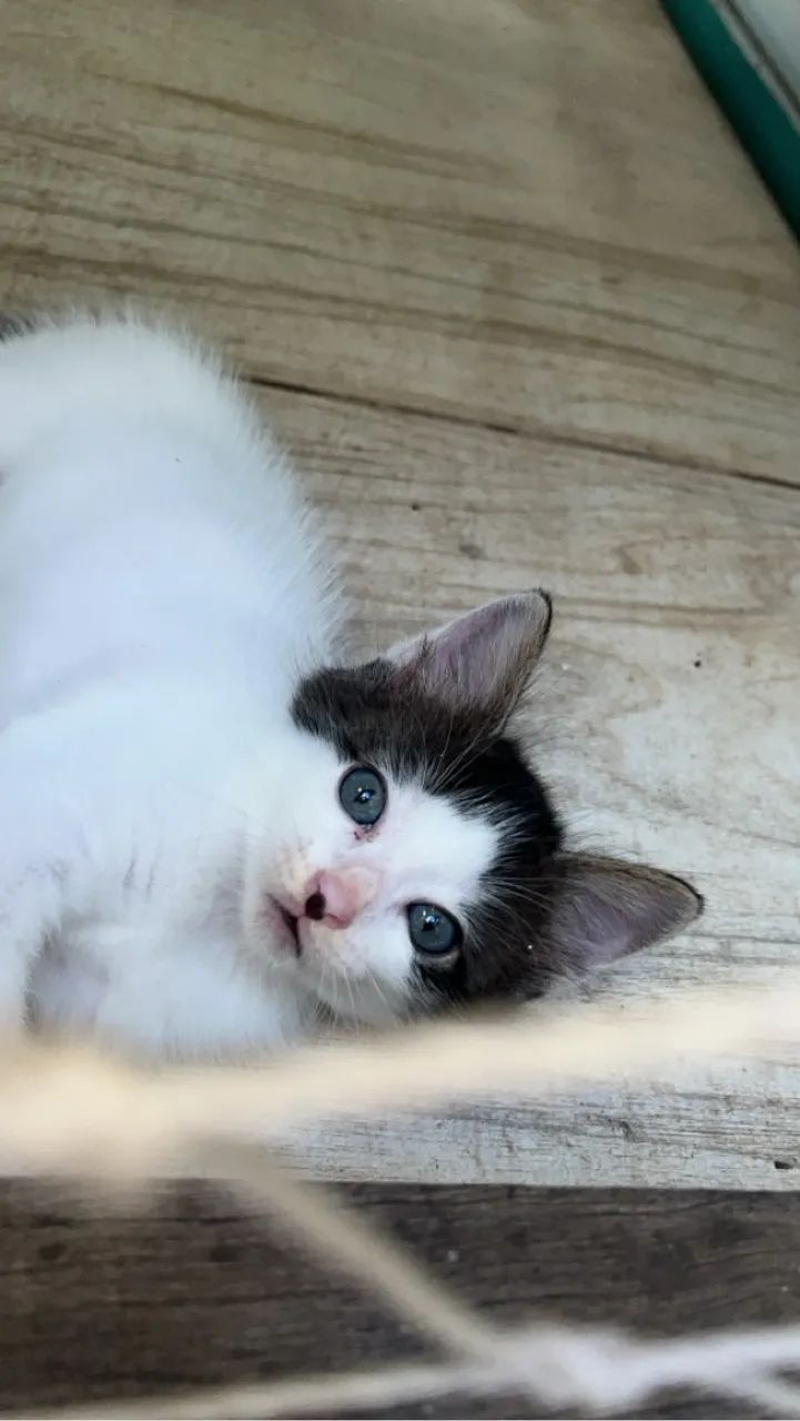 Gatinhos fofinhos para adoção responsável - Foto 3