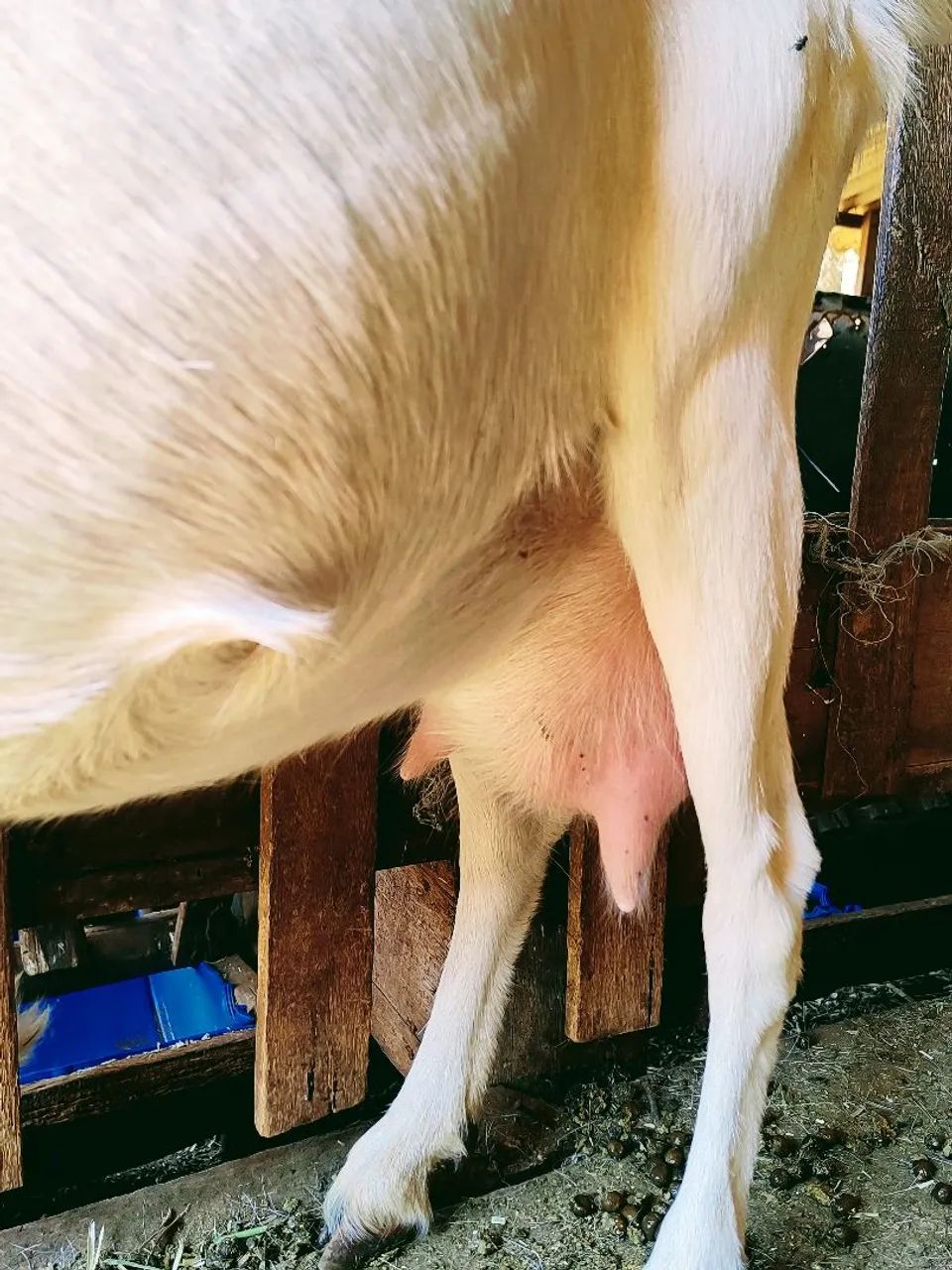Cabra para agropecuária - Foto 4
