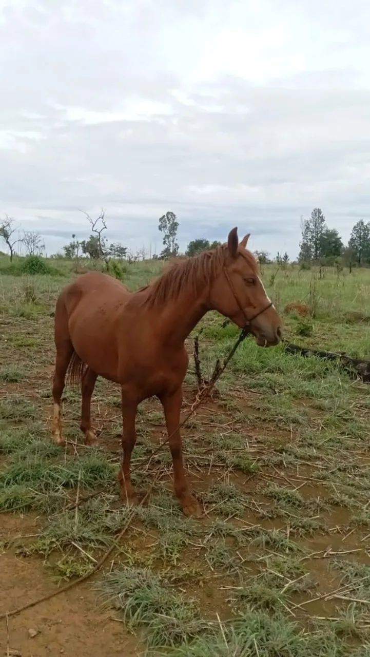 Égua Manga Larga e cavalo vai junto  - Foto 2