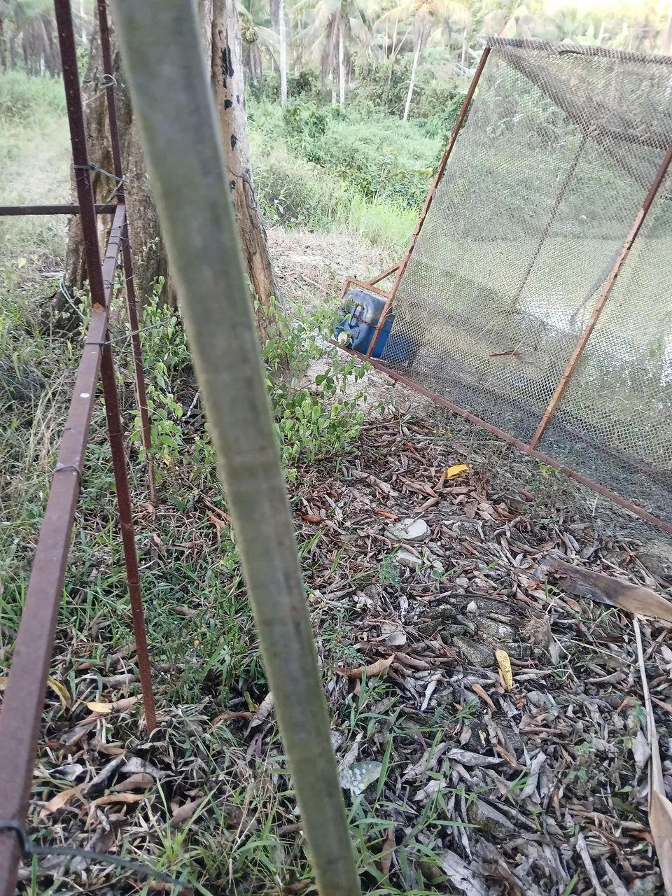 Tanque rede - Foto 2