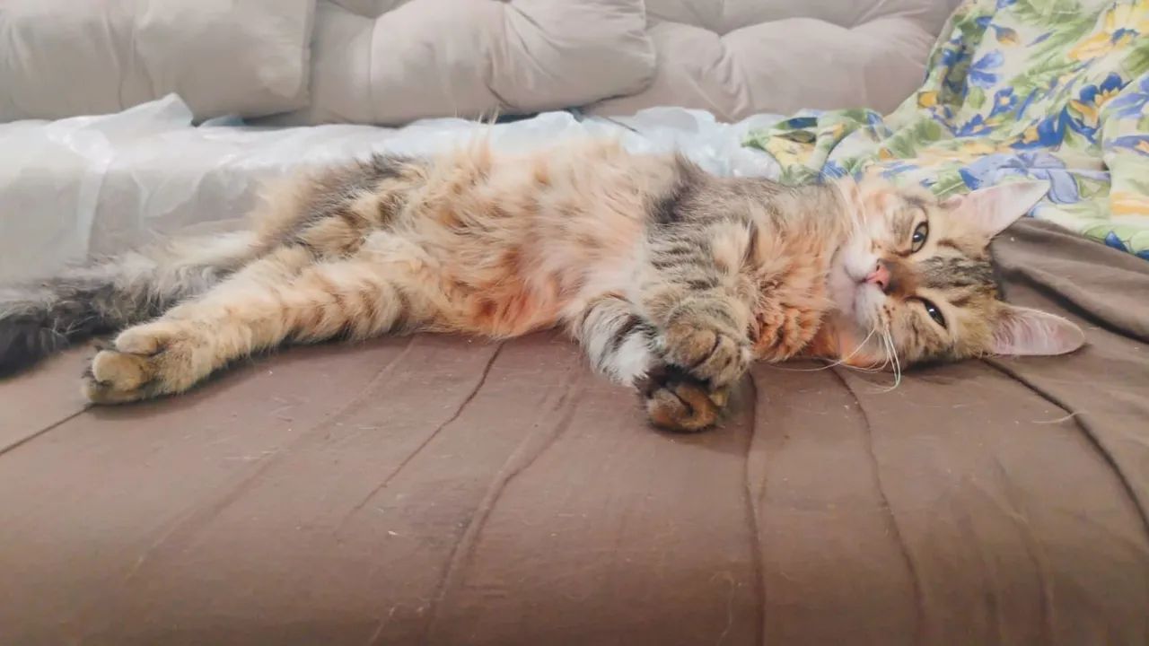 ESTOU DOANDO ESTE LINDO GATINHO 64842813817346121