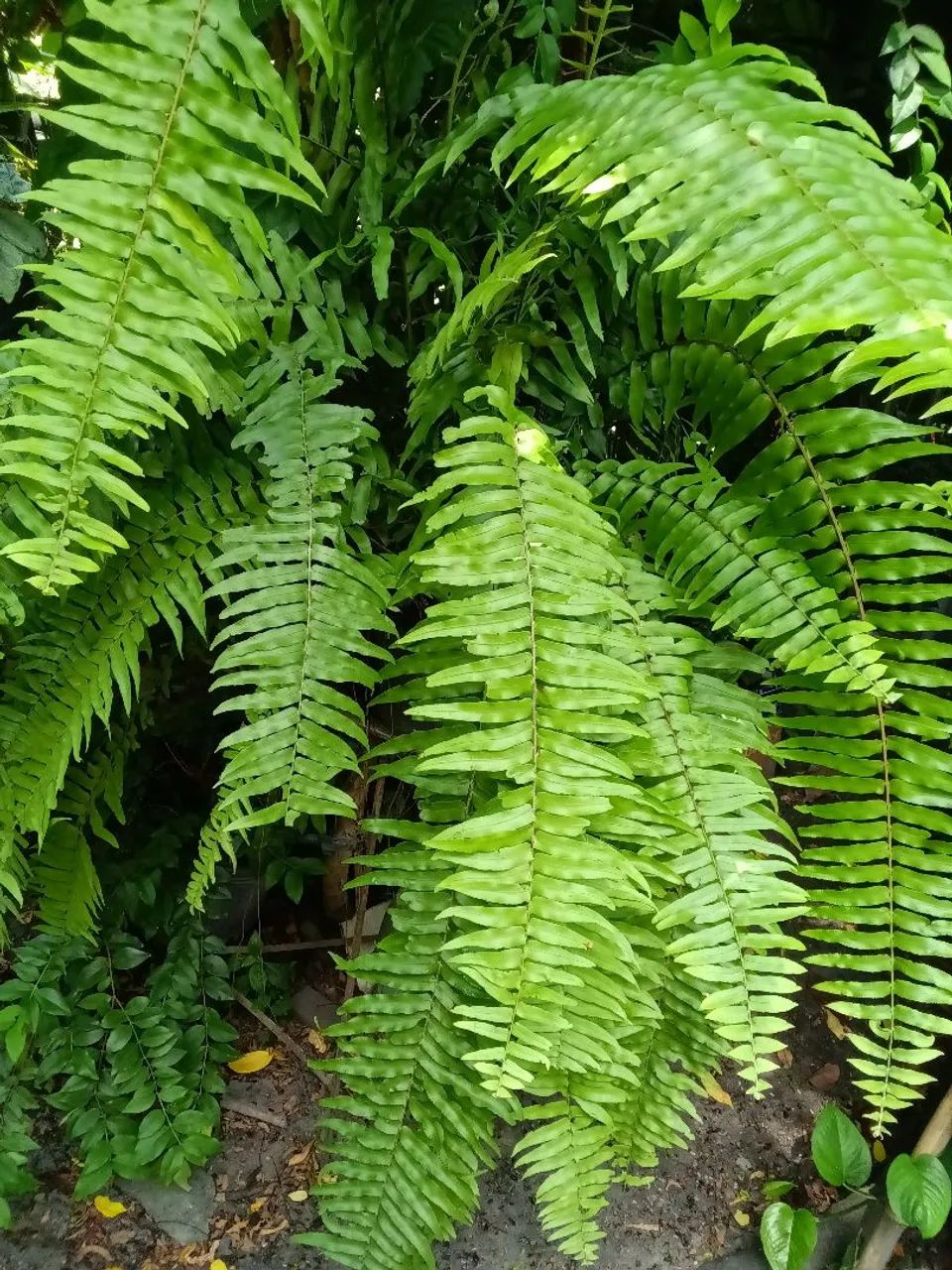Plantas diversas - Foto 3