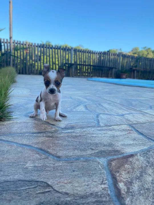 Filhote de pinscher- Fofo e Brincalhão - Foto 2