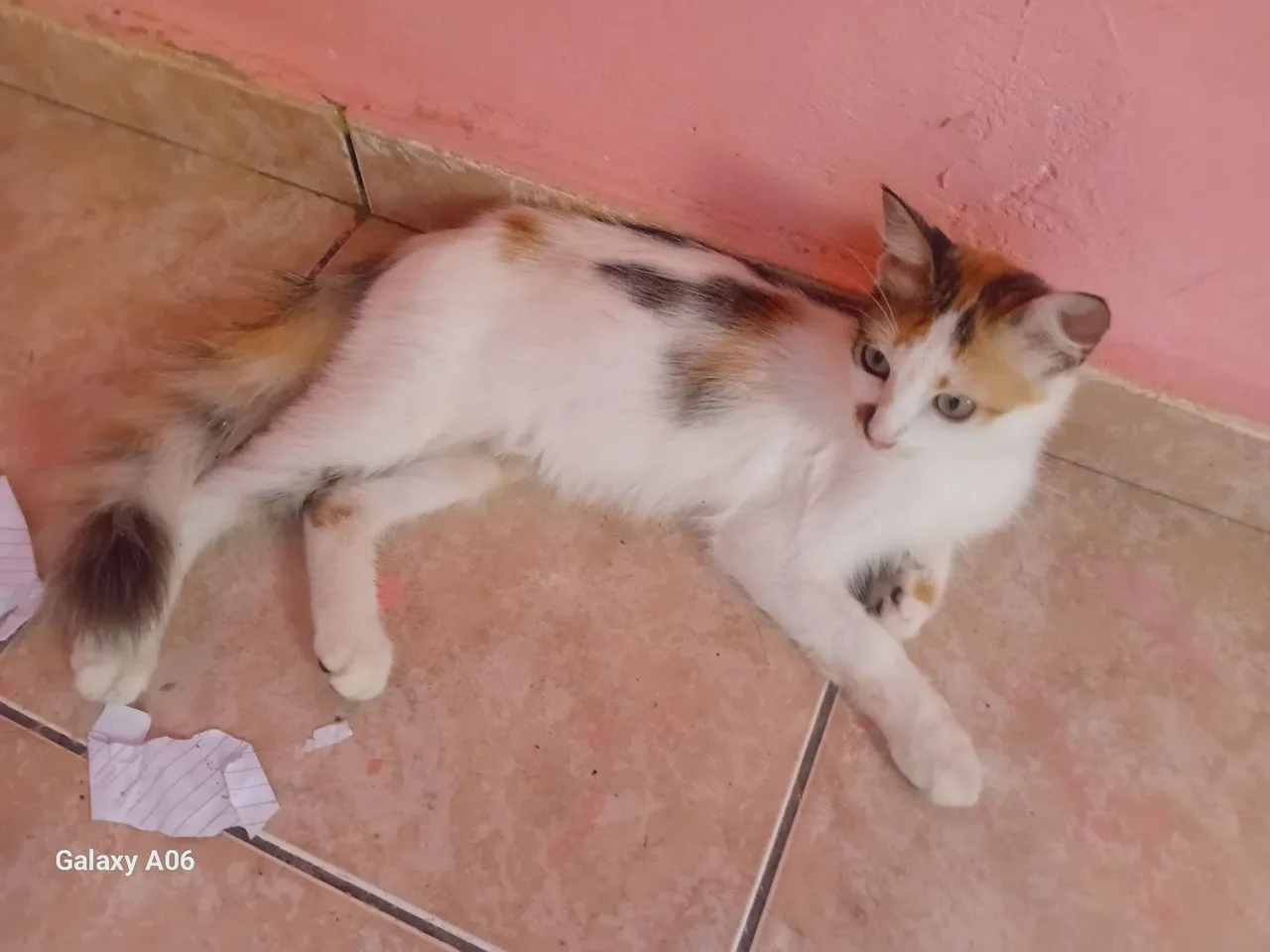Doação de gatinhas.