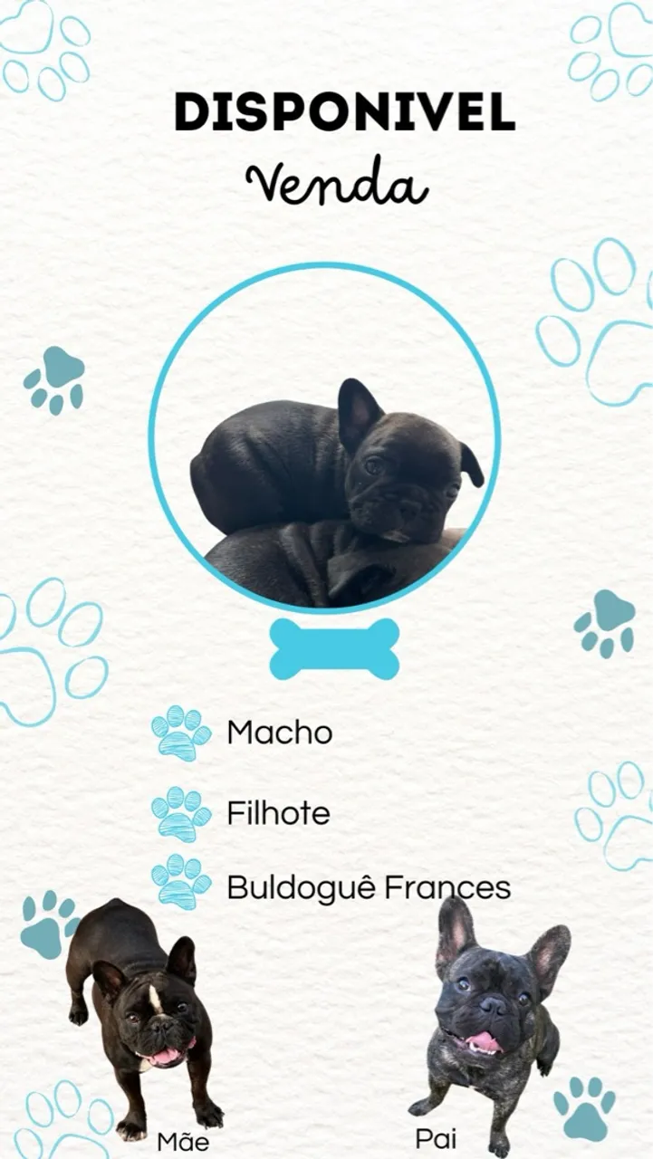 Bulldog Frances