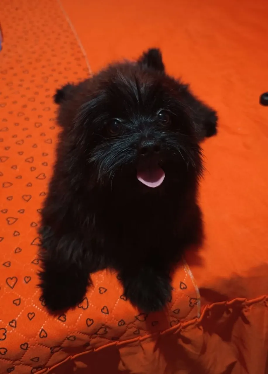 Filhote de lulu da pomerania