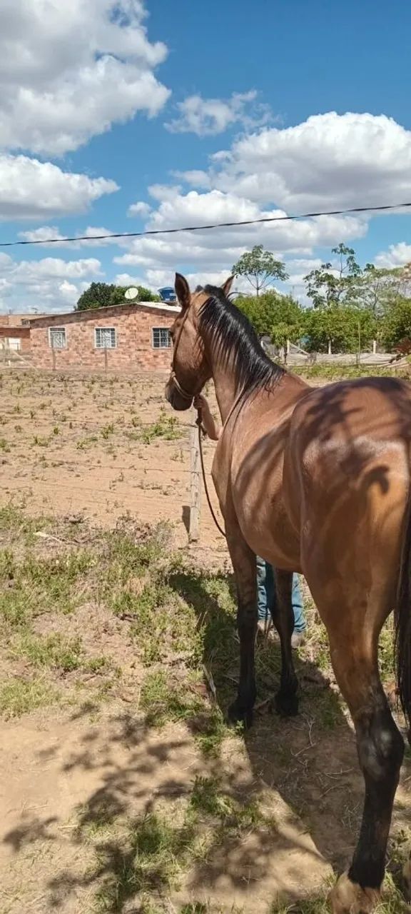 Cavalo mangalarga  - Foto 3