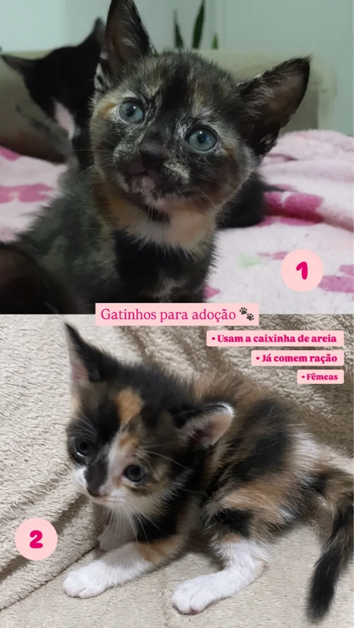 Gatinhas para adoção