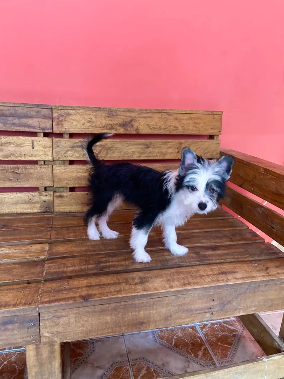 Cão de Cristã Chinês - Foto 3