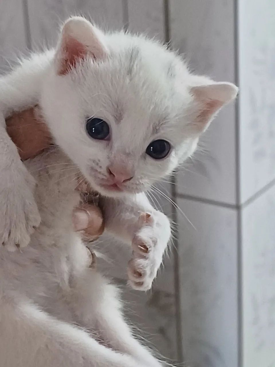Gatinho lindo disponível para adoção - Foto 2