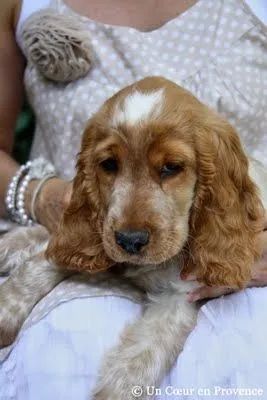  Cocker Spaniel Inglês Lindo