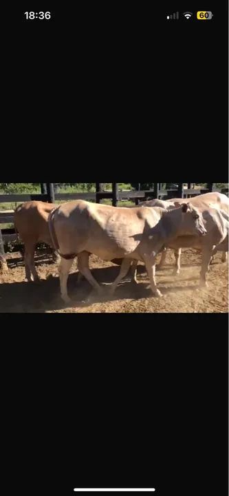 Novilhas senepol com Nelore  - Foto 2