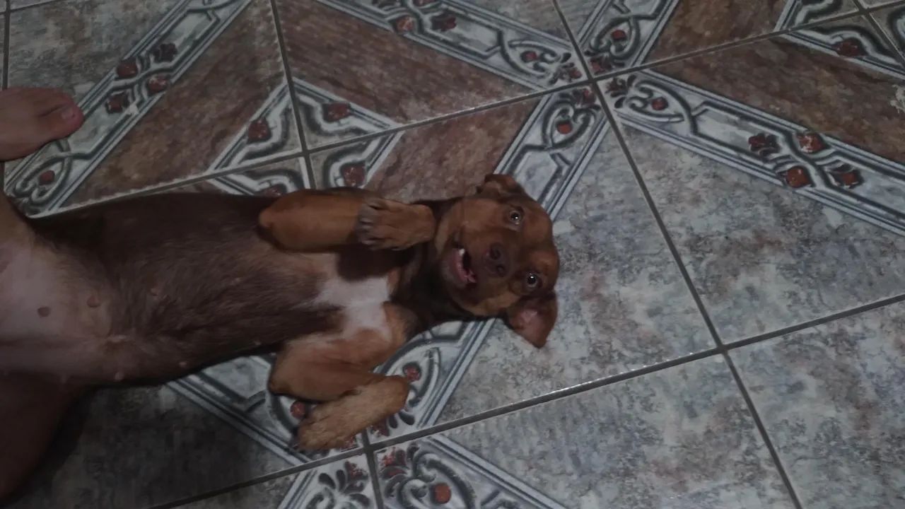 Cachorrinha pra adoção  - Foto 3