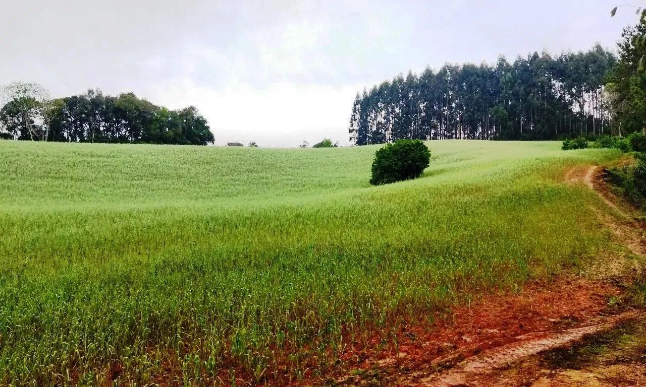 Chácara divisa Araucária/ Campo Largo-Ferraria  21.754m², doc 100%, 11Km Volvo , 6km Arauc