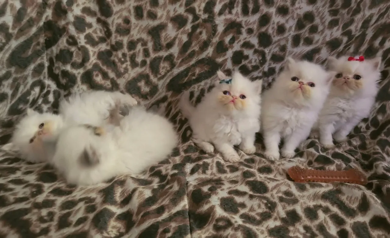 Gatos persas himalaio fêmeas e machos