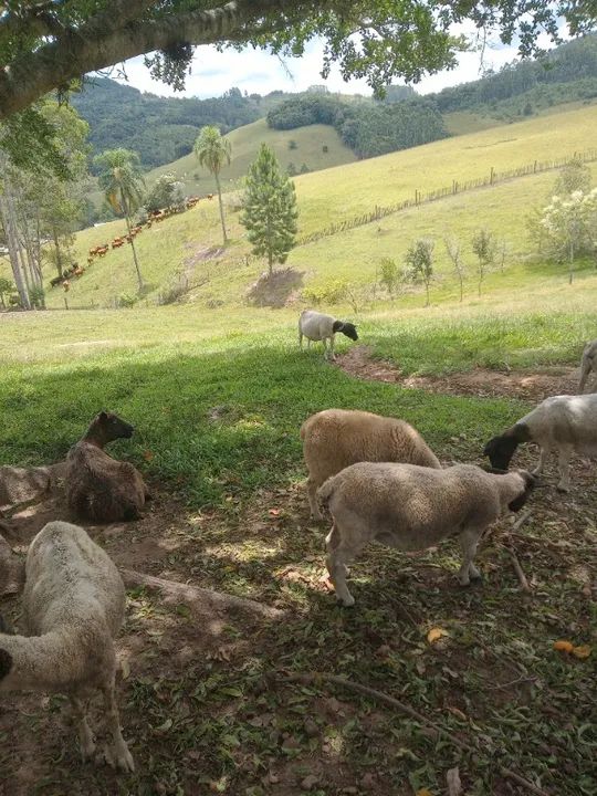 Ovelha Dorper  - Foto 2