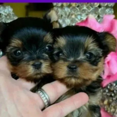 Dois filhotes Yorkshire Terrier