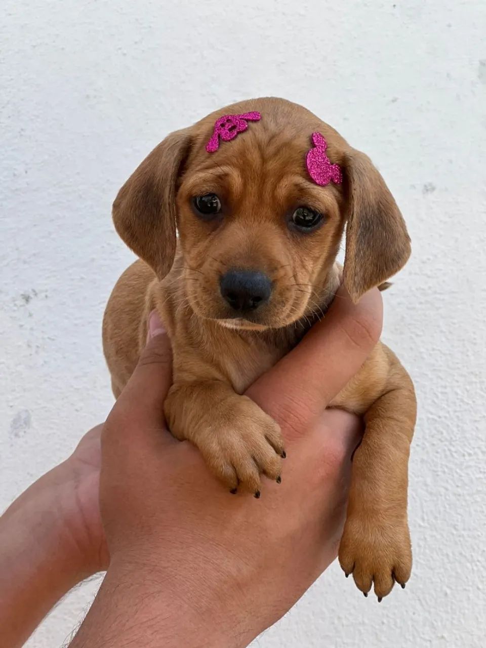 Pequeninos, Orelhudos e Cheios de Amor - Filhotes de Basset daschund