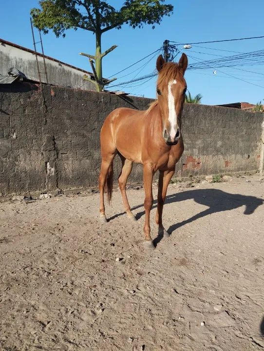 Vendo polda com registro