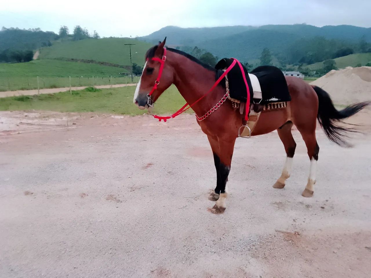 Cavalo e reboque a venda  - Foto 6