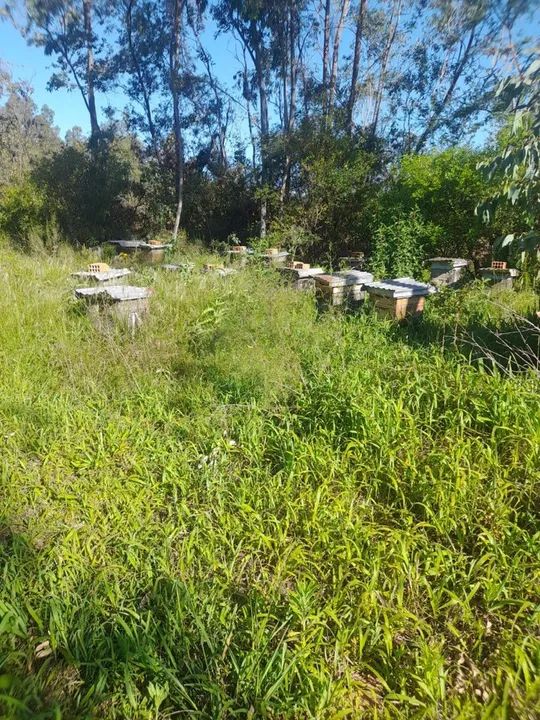 30 Caixas com Abelha. Prontas para Produção - Foto 5