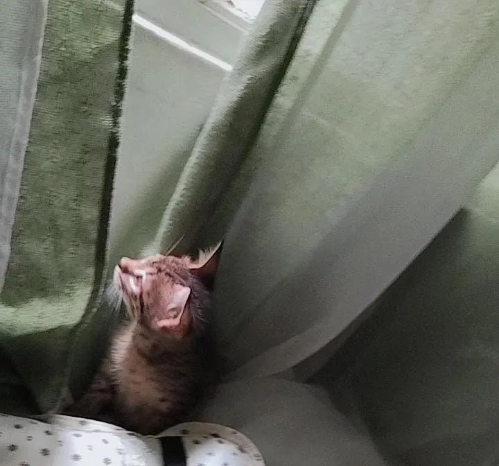 DOAÇÃO RESPONSÁVEL DE GATINHA - Foto 2