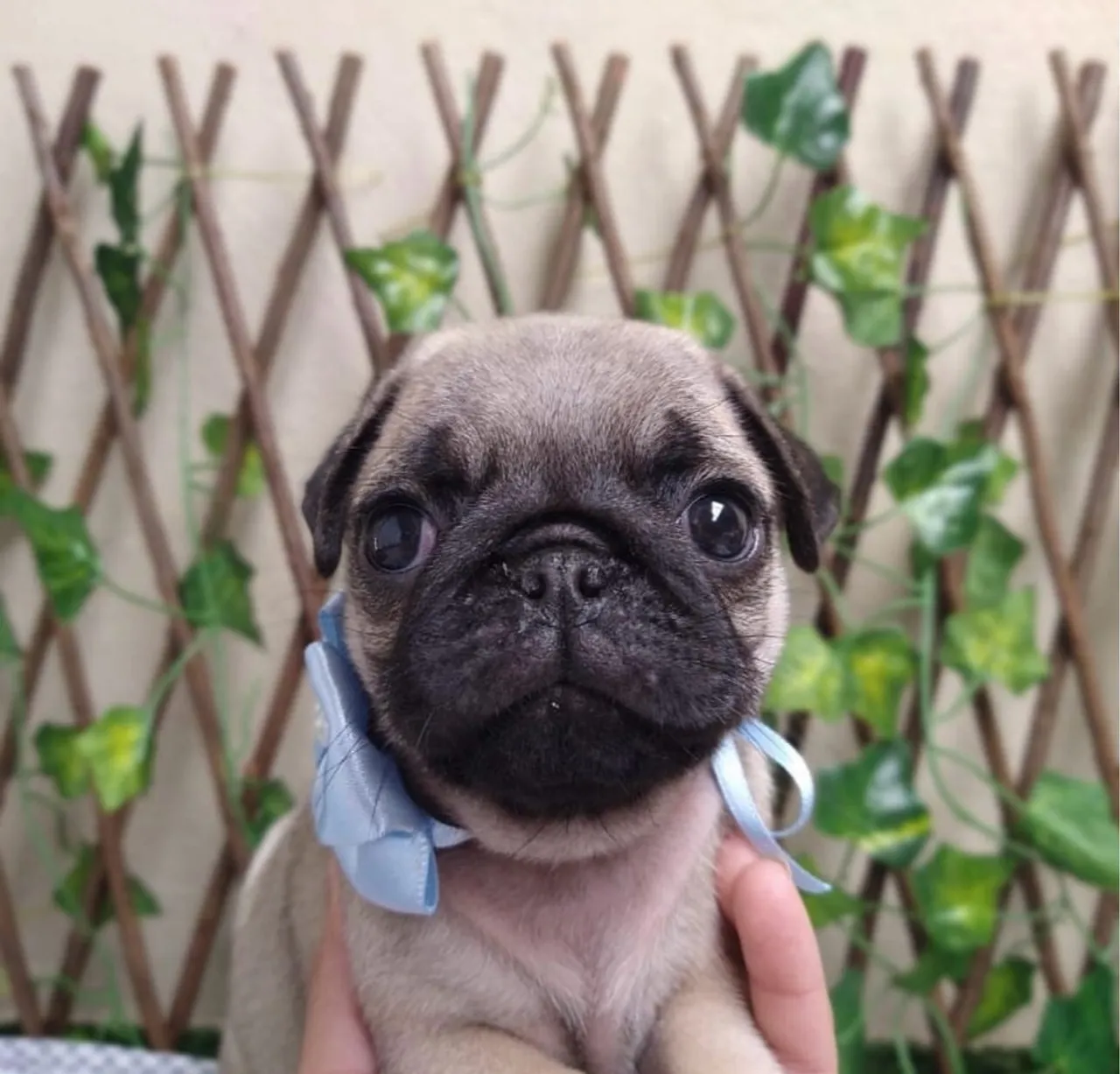 Filhote de Pug a venda!