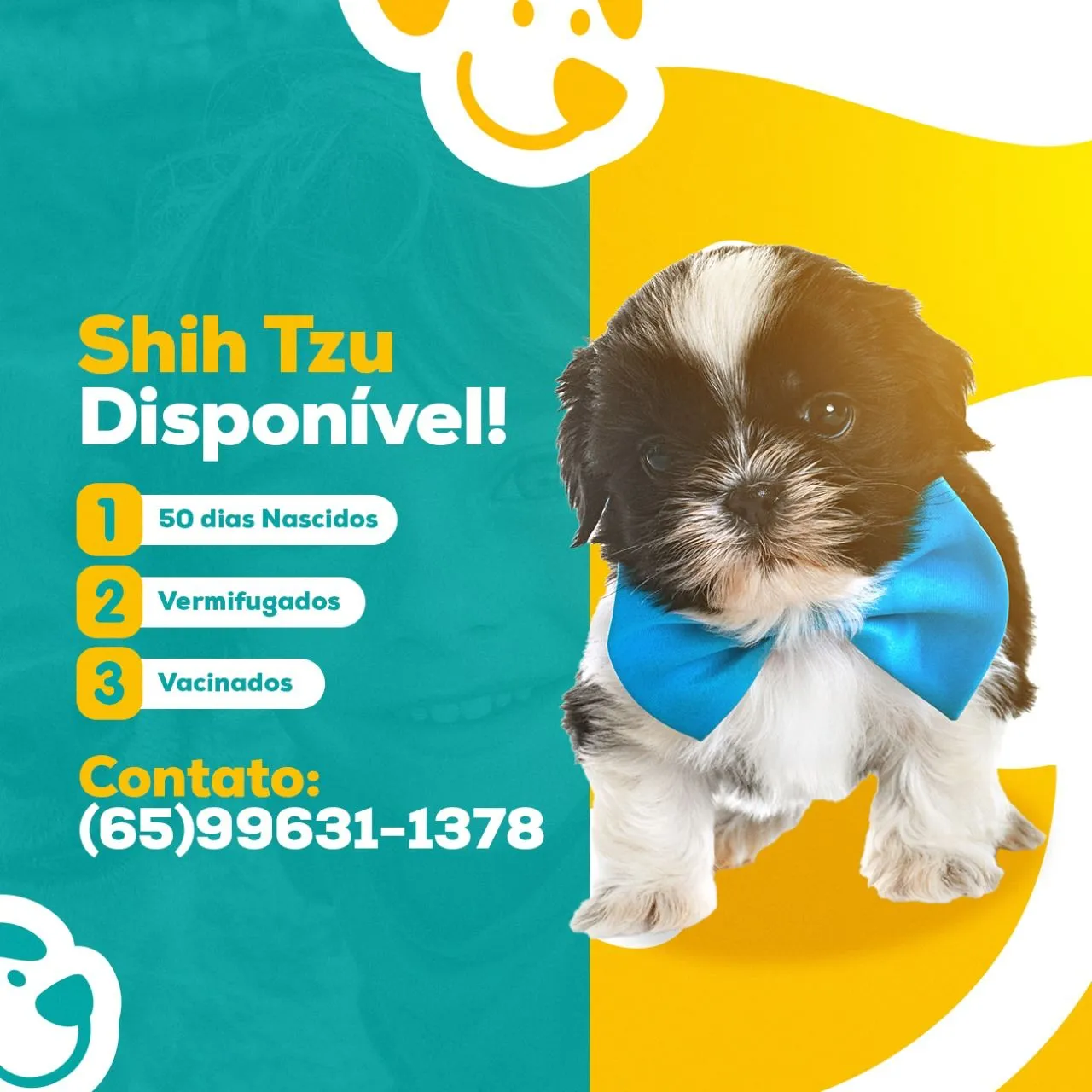 Filhotes Shih Tzu Machos - 60 Dias