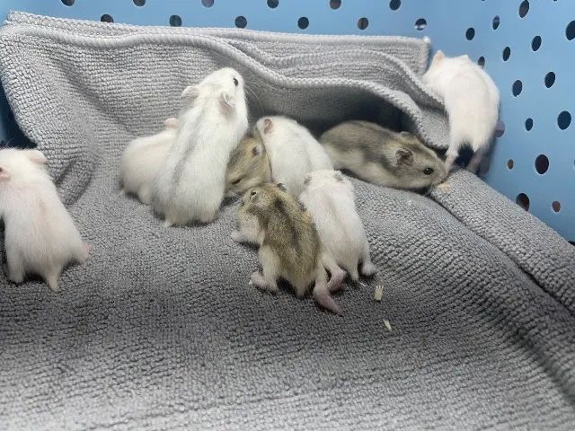 Hamster anao russo 64167794168067122
