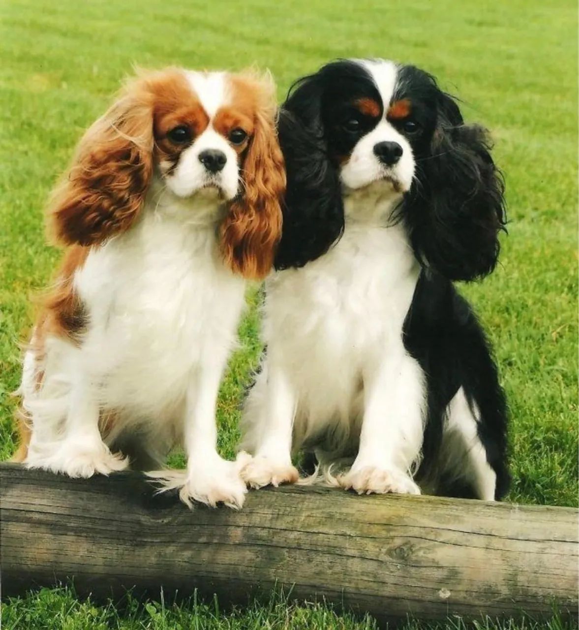 Filhotes Cavalier King Charles Spaniel Cachorros Santa Tereza