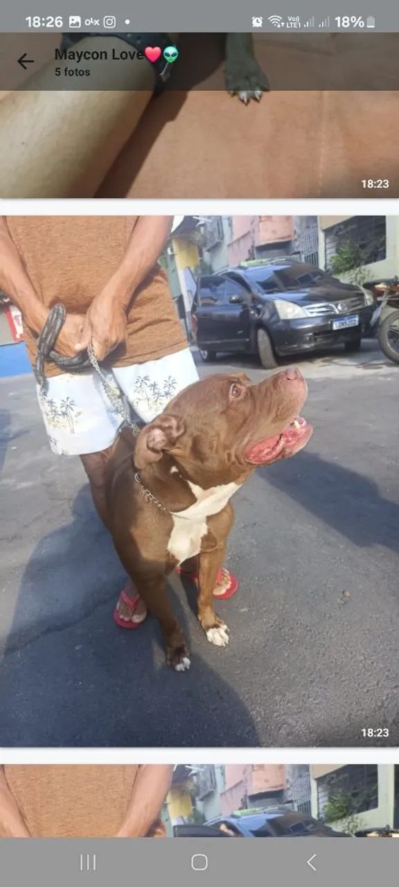 Filhote de pitbull  - Foto 3