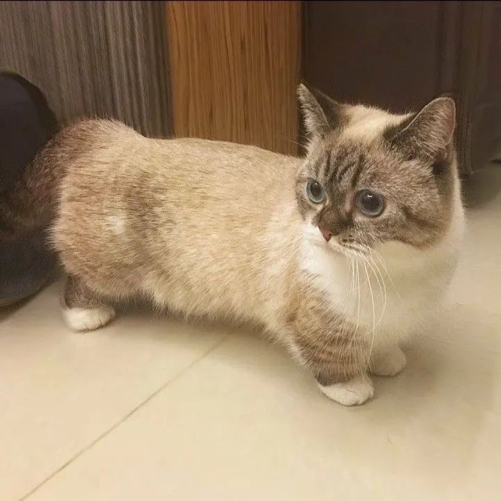 Adorável munchkin - O famoso gato das pernas curtas! - Foto 2
