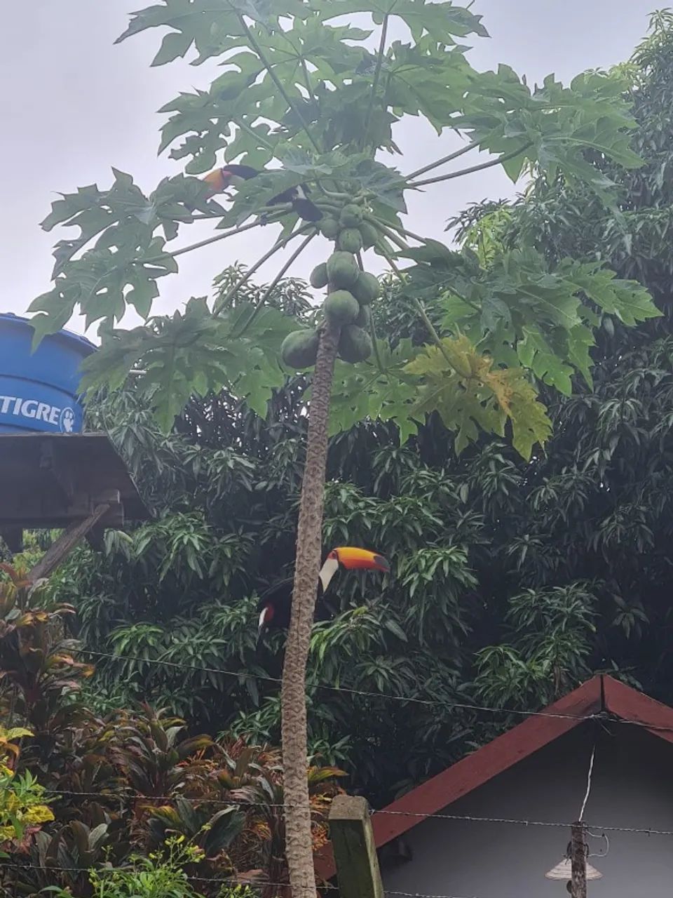 Rancho em Palmeiras na Beira do Rio Aquidauana  - Pesqueiro - Chacara - Foto 7