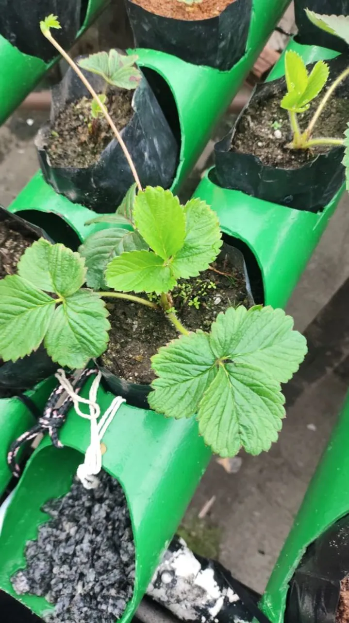 Mudas de Morango em Vasos para Produção