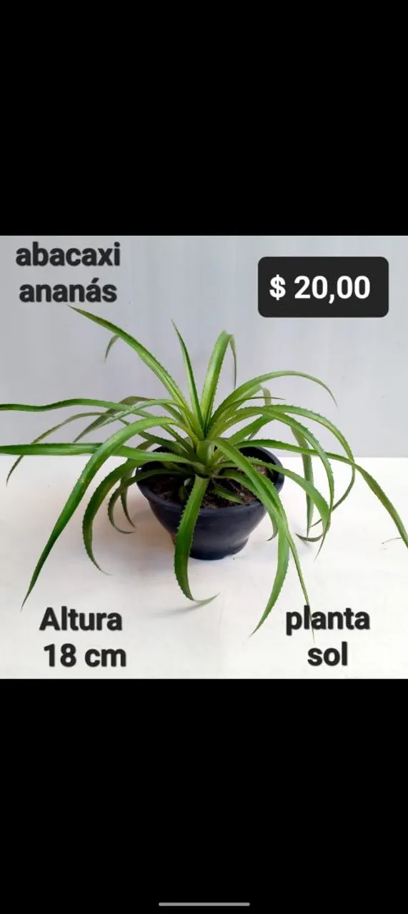 Planta Abacaxi Ananás, palma