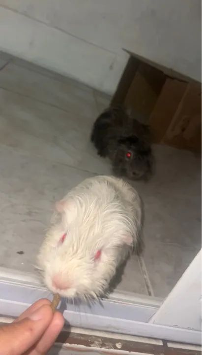 Dois porquinhos da índia fofinhos e dóceis - Foto 3