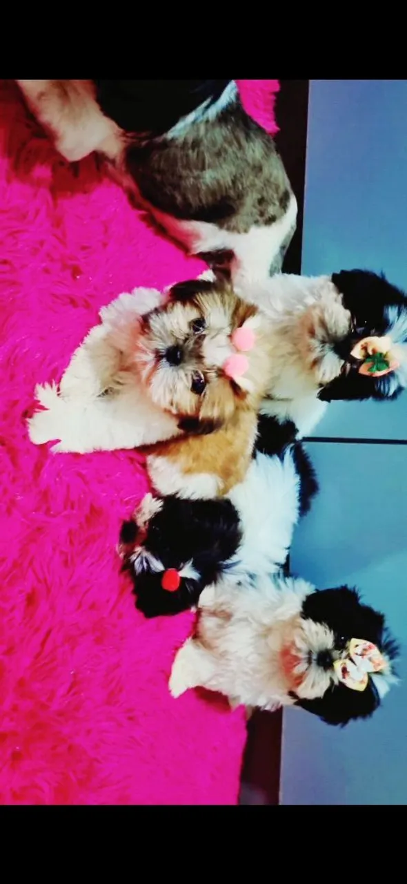 Lindas Filhotes Shih Tzu (todas fêmeas)