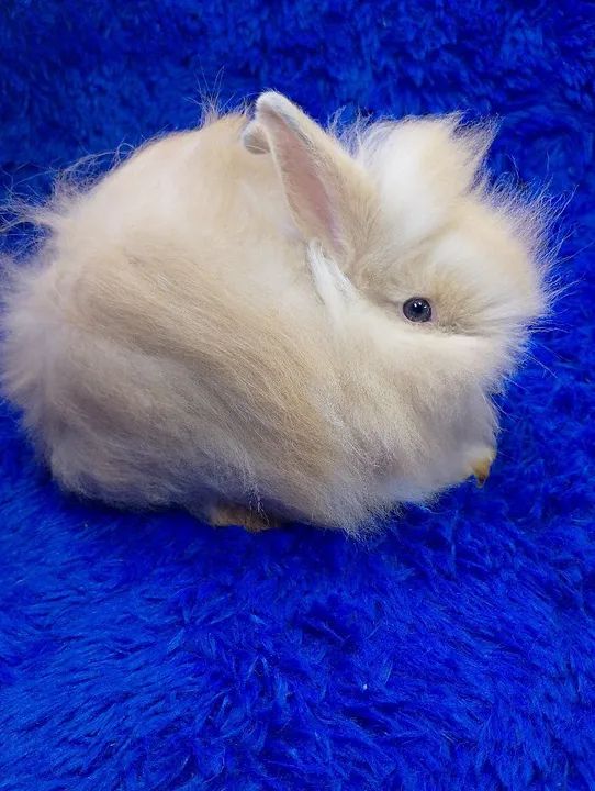 Capa de revista (anão Teddy dwerg)ZAP na descrição  - Foto 2