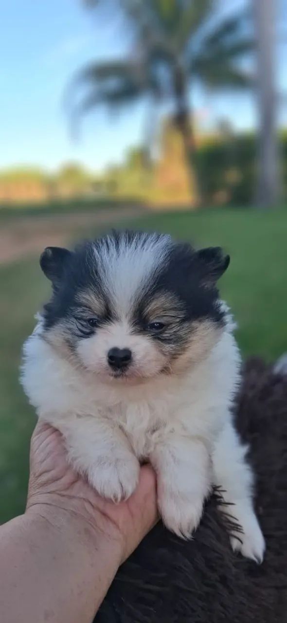 Filhote Spitz Alemão