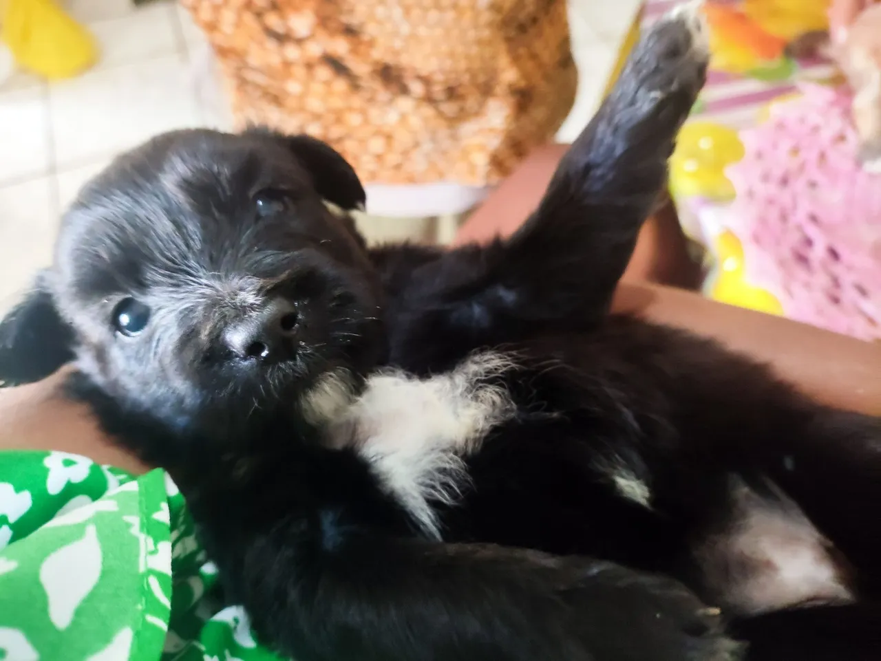 Filhote de cachorro fofo