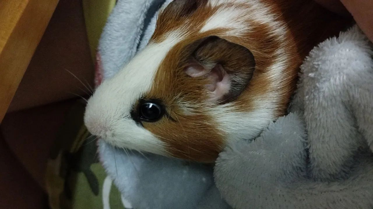 Porquinho da índia  - Foto 5