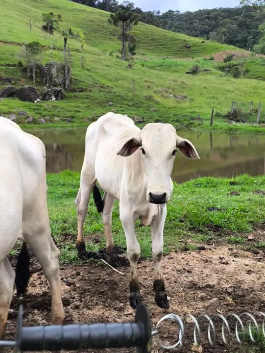 Novilha Nelore - Foto 6