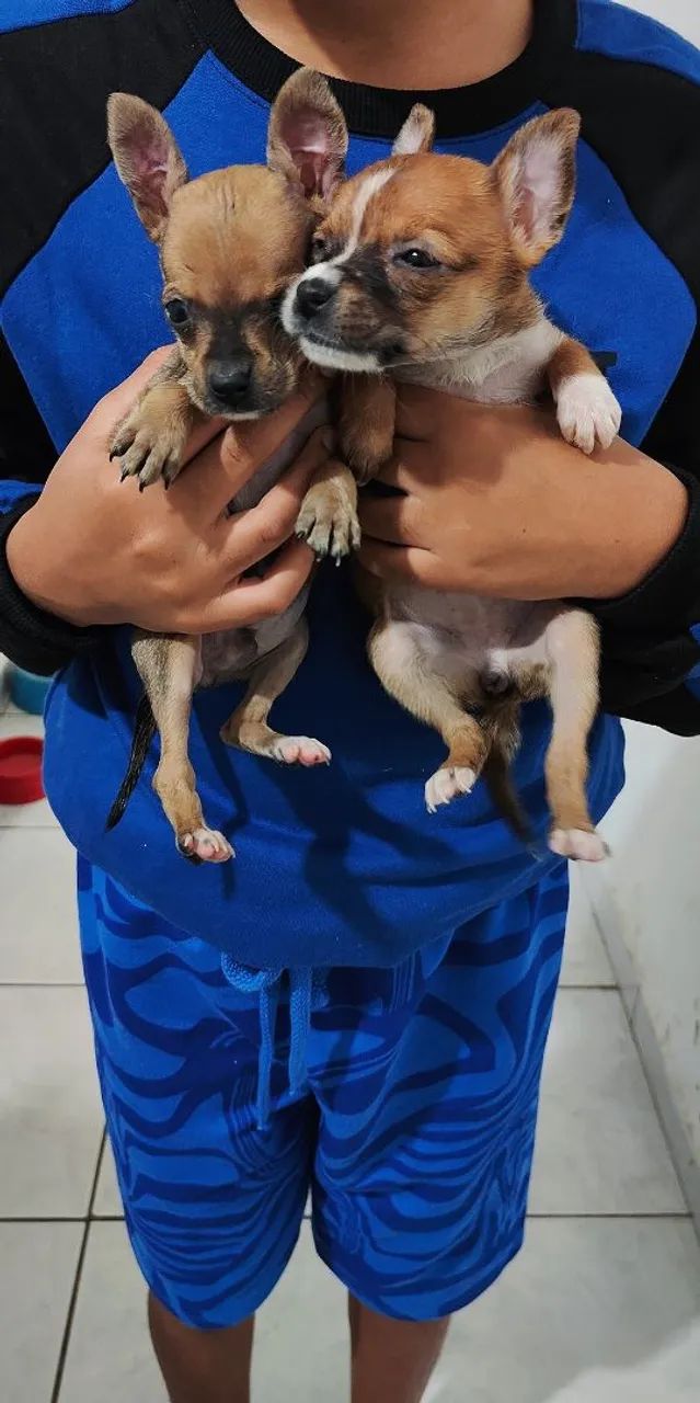 Pinscher zero  - Foto 2