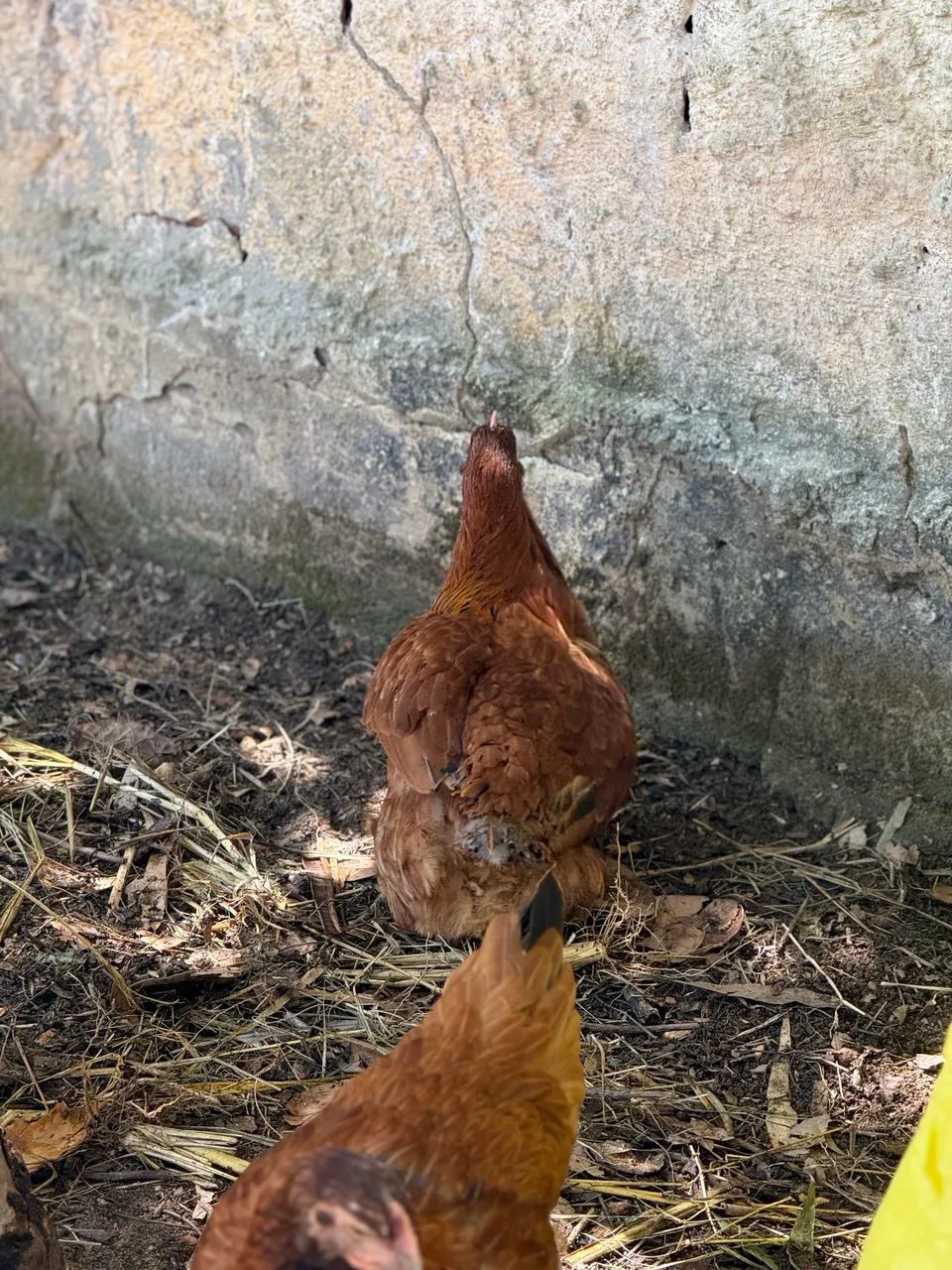 Franga Embrapa 051 - Foto 5