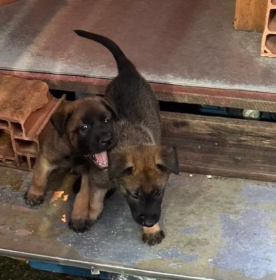 PASTOR BELGA MALINOIS (FILHOTES) Macho - Foto 5