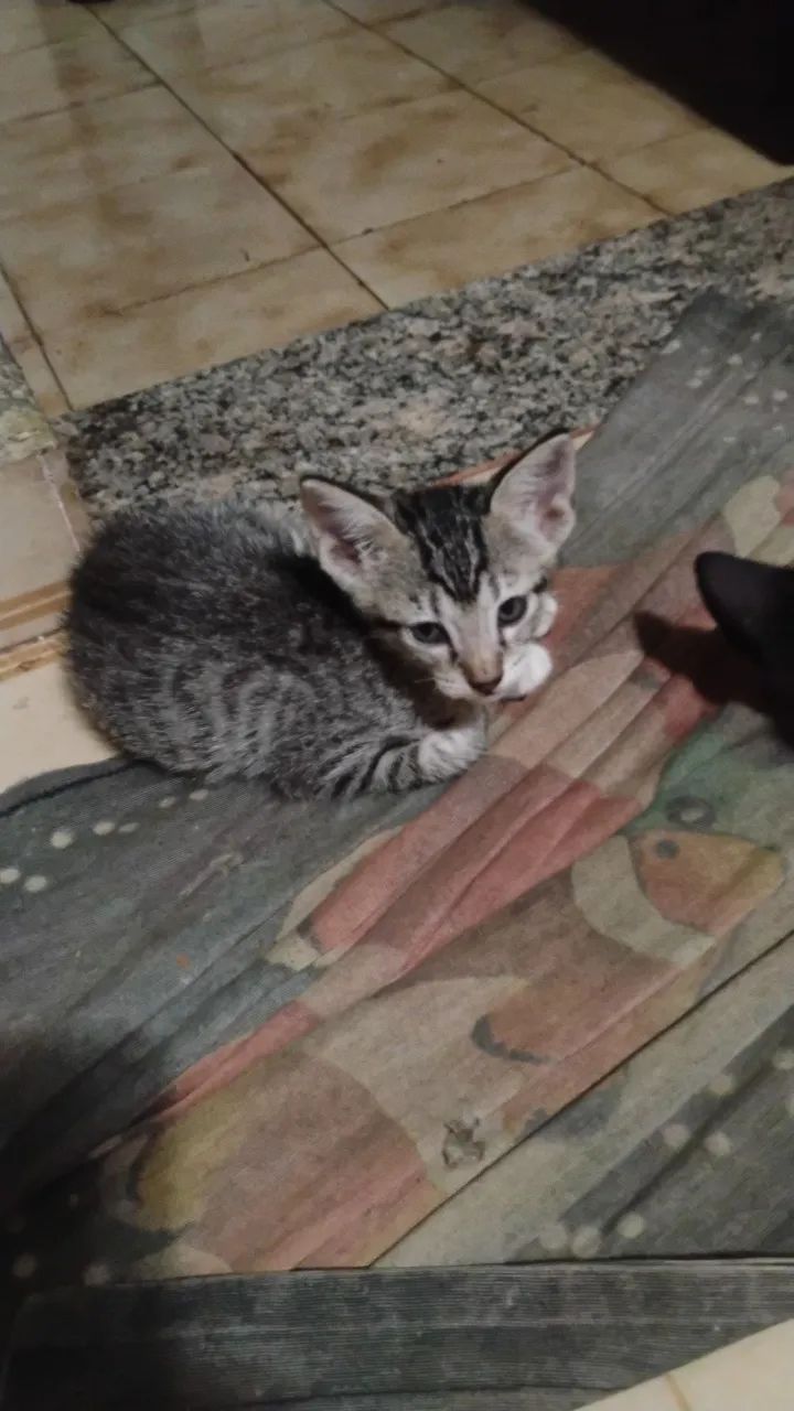 Doação Gatinhos - Foto 3