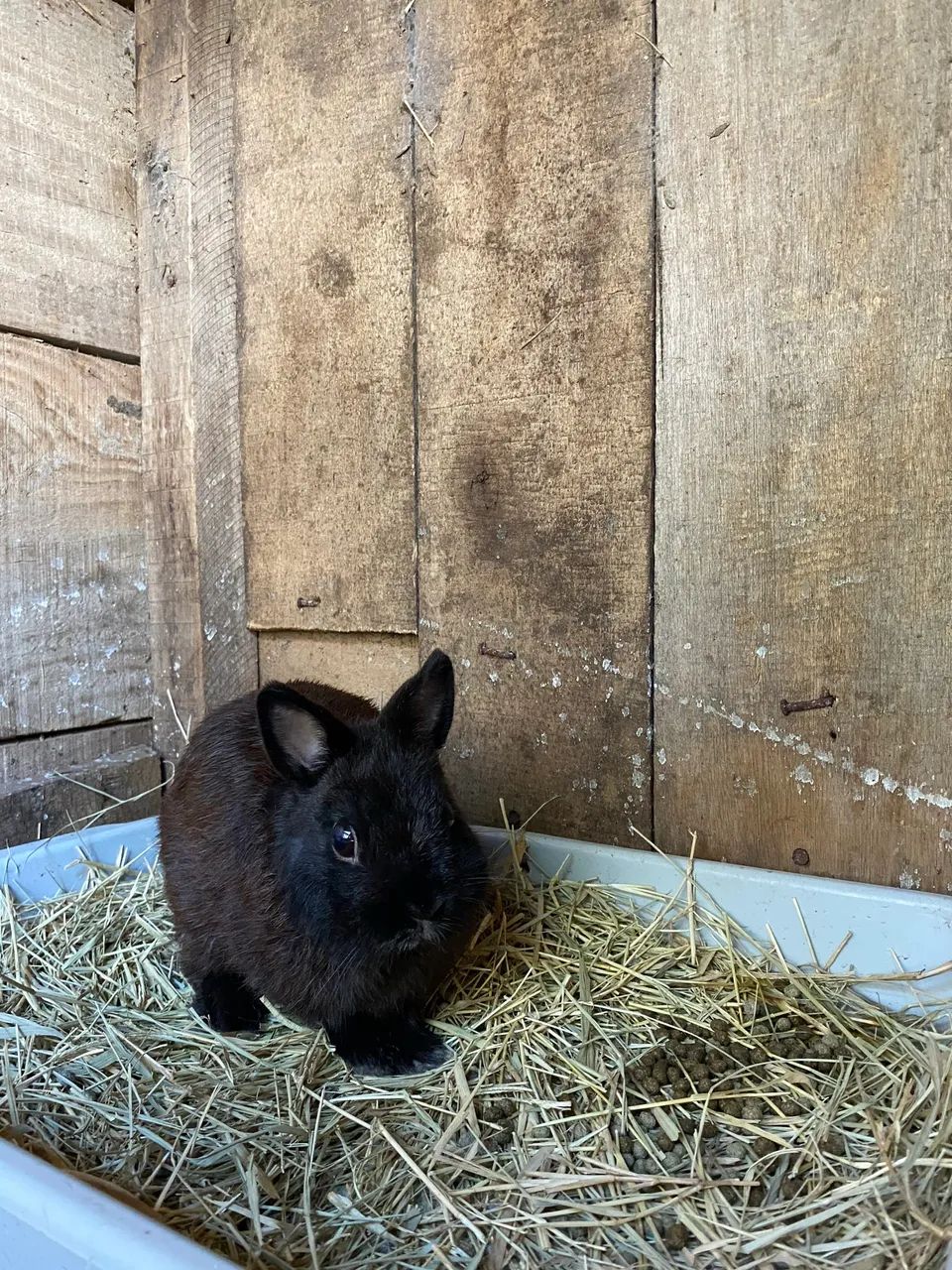 Coelho Macho Netherland padrão Dwarf - Foto 3